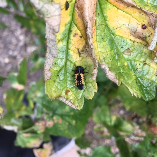 Using ladybirds to control aphids